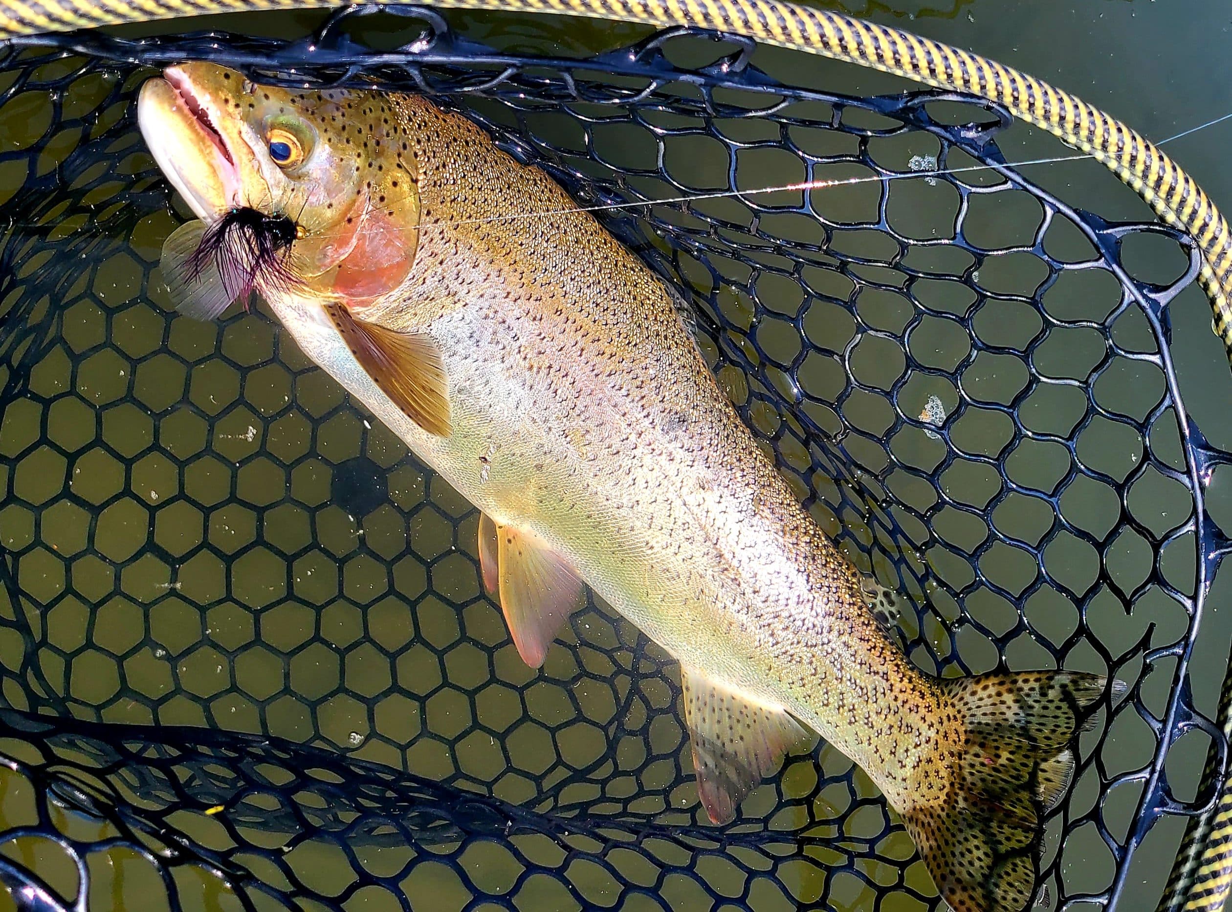 Throwing Streamer Fly Patterns on Tenkara Zen Tenkara