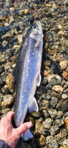 arctic char from greenland